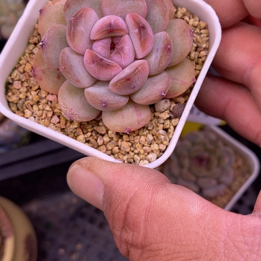 再**…6171红恋单头多肉