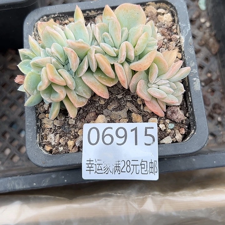 幸运儿是一位非常