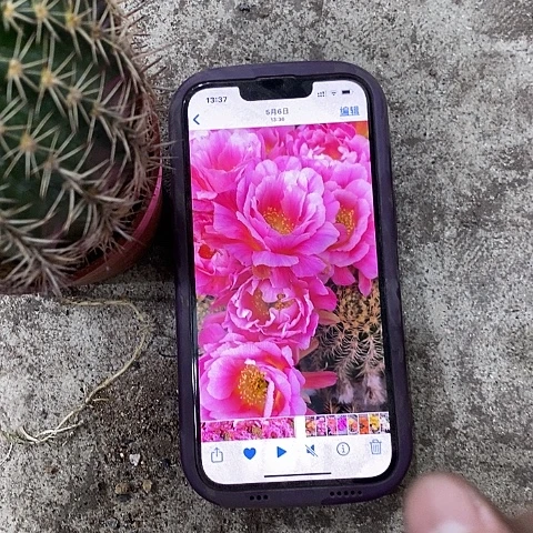 丘比特仙人球，368990