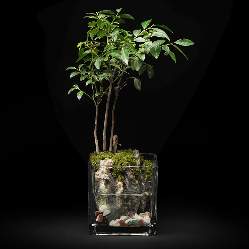 小叶紫檀-室内桌面绿植景观青龙石造景室内绿植盆栽室内桌面景观
