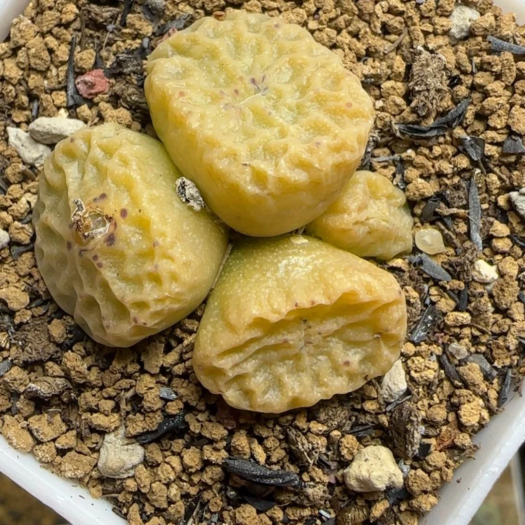 多肉植物大型超烧母本61号