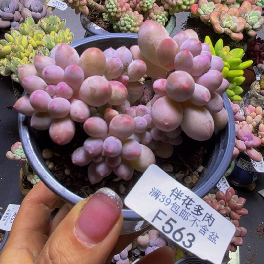 香水手指奶酪563/8cm