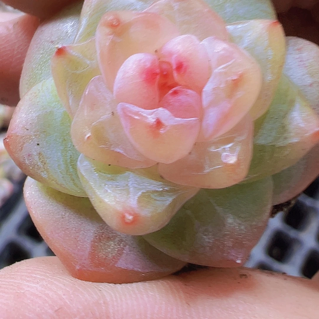 繁星珍妮19包邮多肉植物