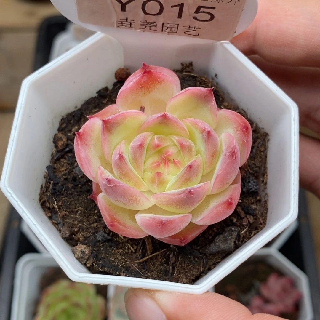 0015 杂交单头 4cm