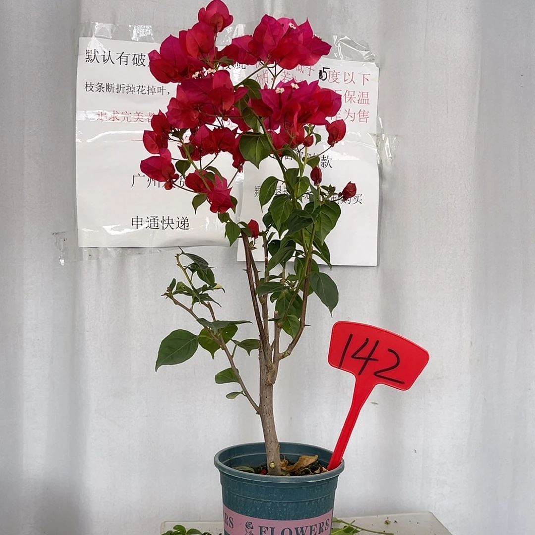 当前无花栽培后可以开花142暗斑中国红盆苗