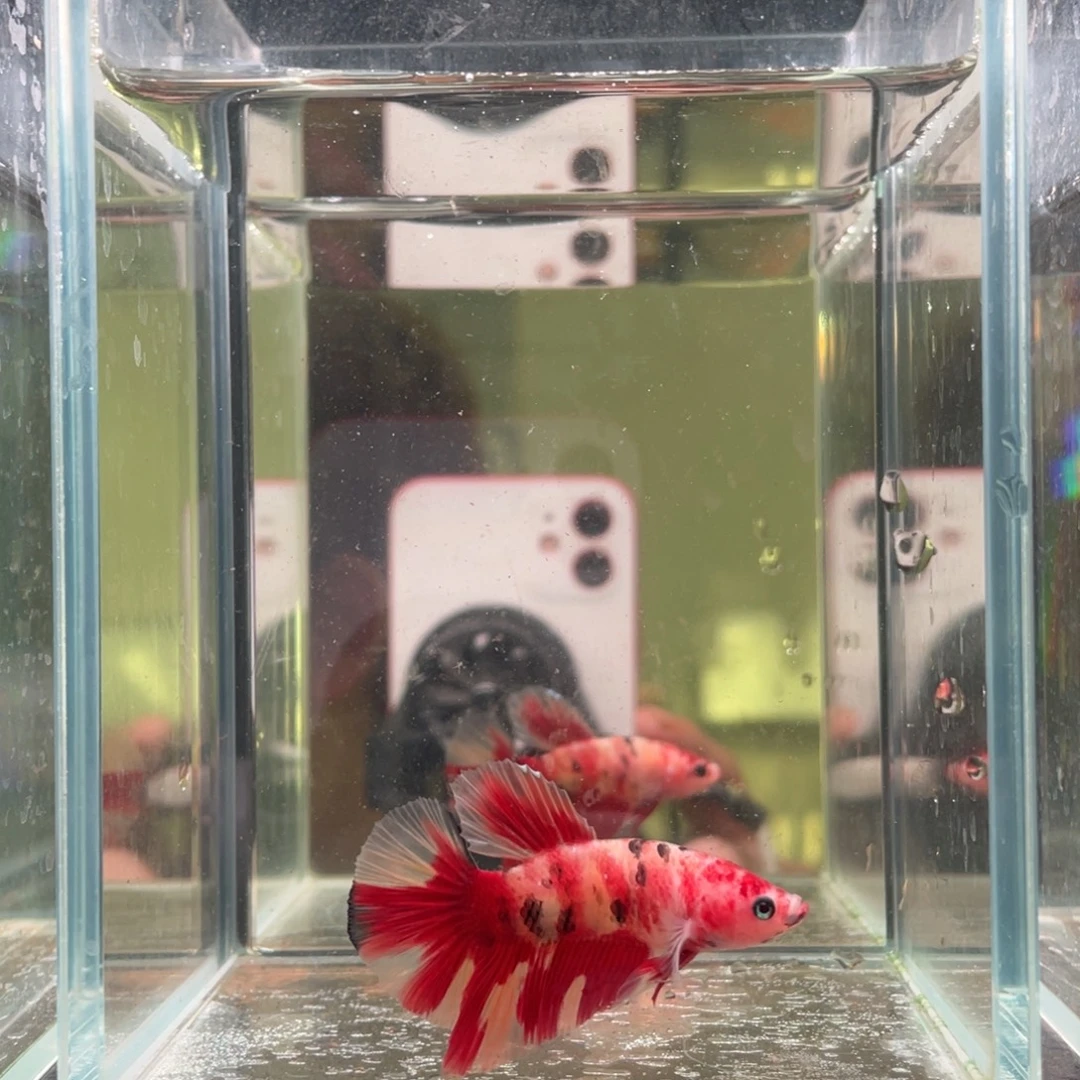 斗鱼印尼精品斗鱼69