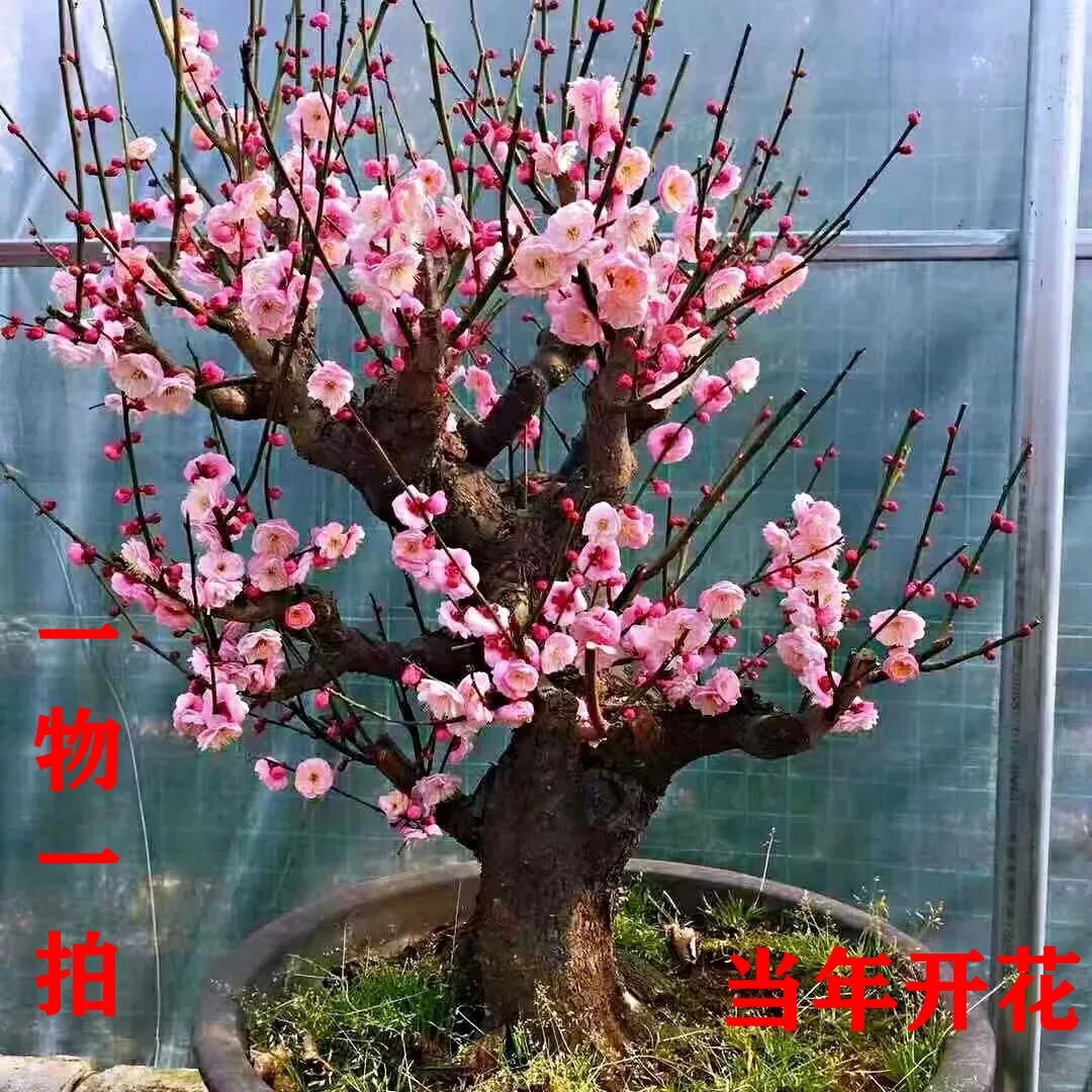 实物梅花盆景 原生宫粉梅 宫粉梅老桩 矮霸 造型树桩室内耐寒盆栽