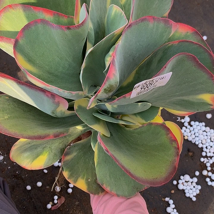 浅****唐印锦90097多肉多肉