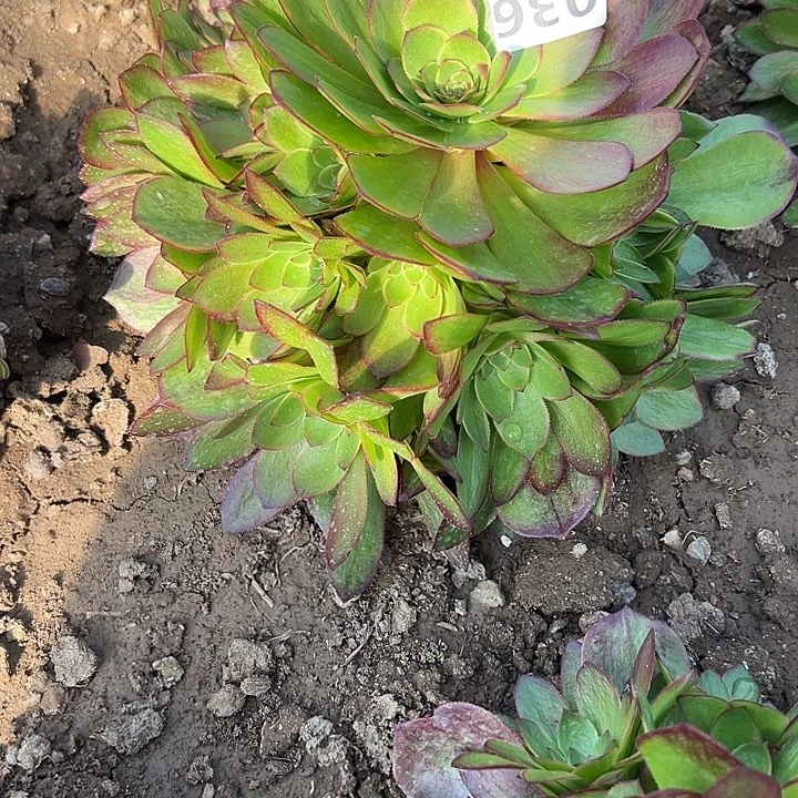 2.13-36雨荷变异多肉3