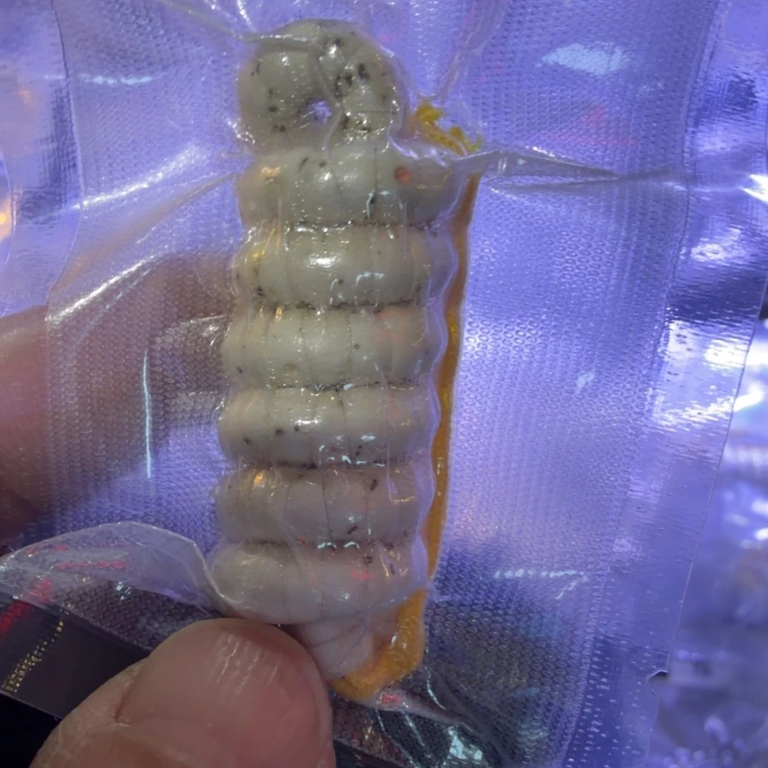 三***金星月菩提手串大肠手持