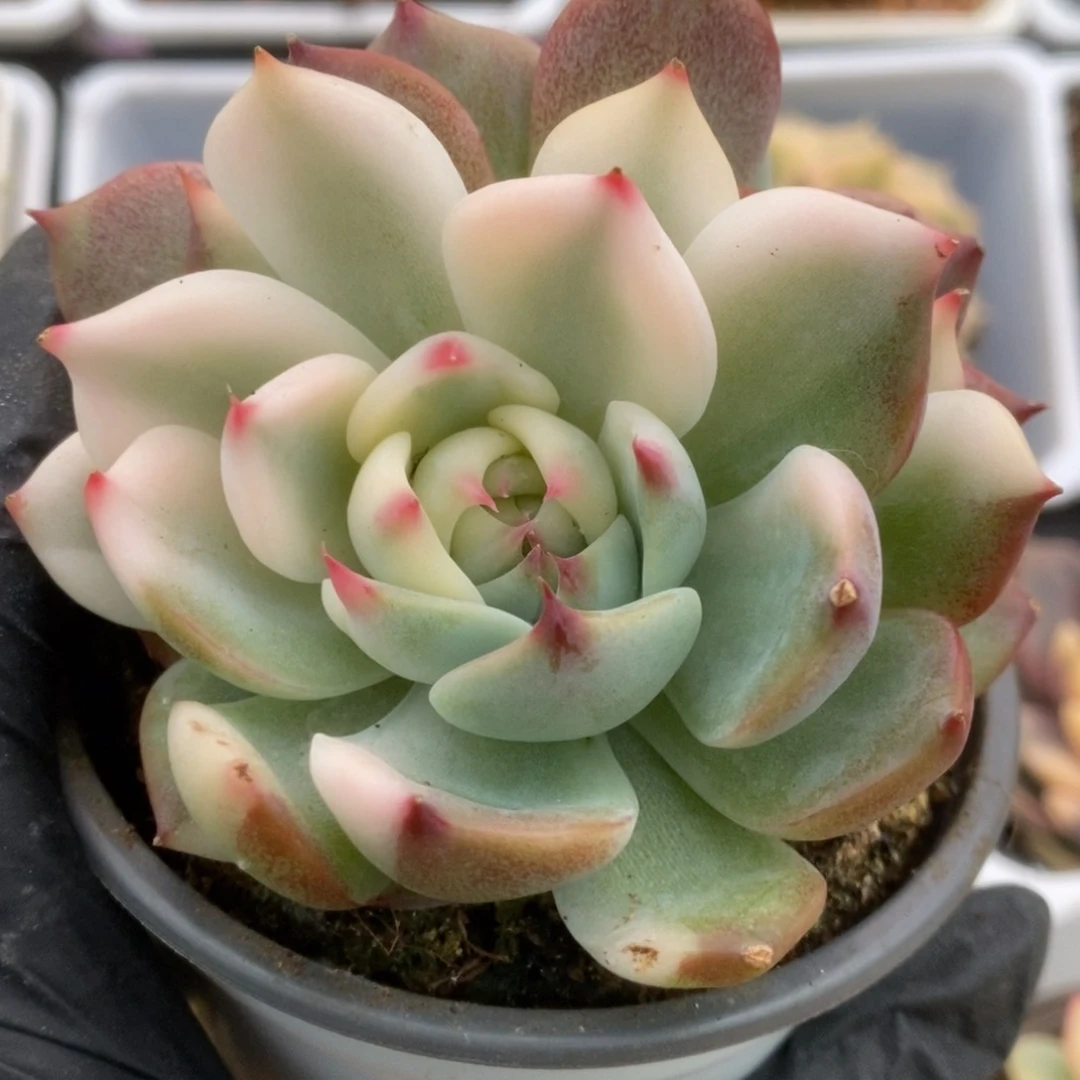 689锦锦锦锦锦锦锦锦锦