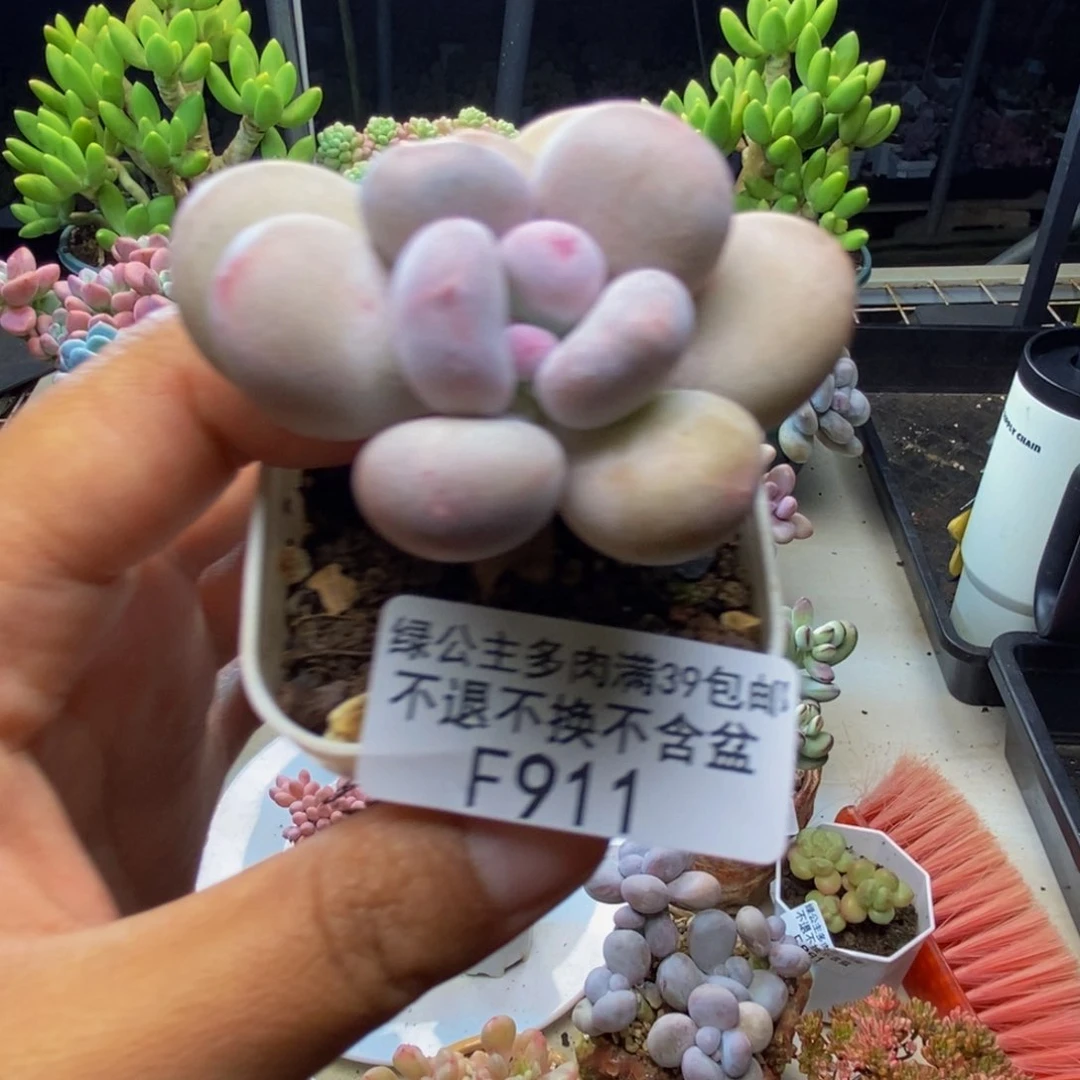 911蛋黄奶多肉4c m