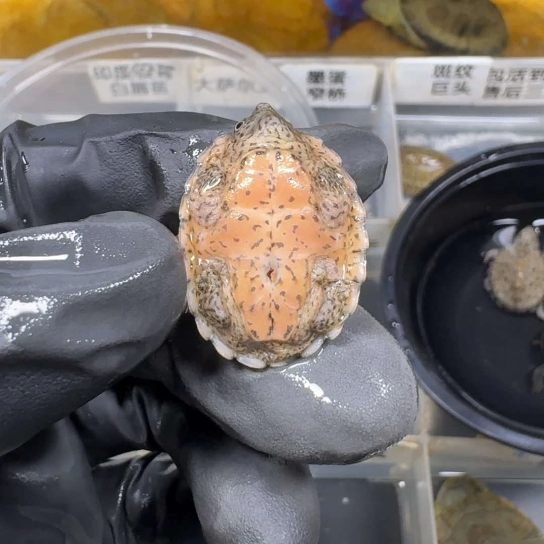 不分公母宠物龟剃刀