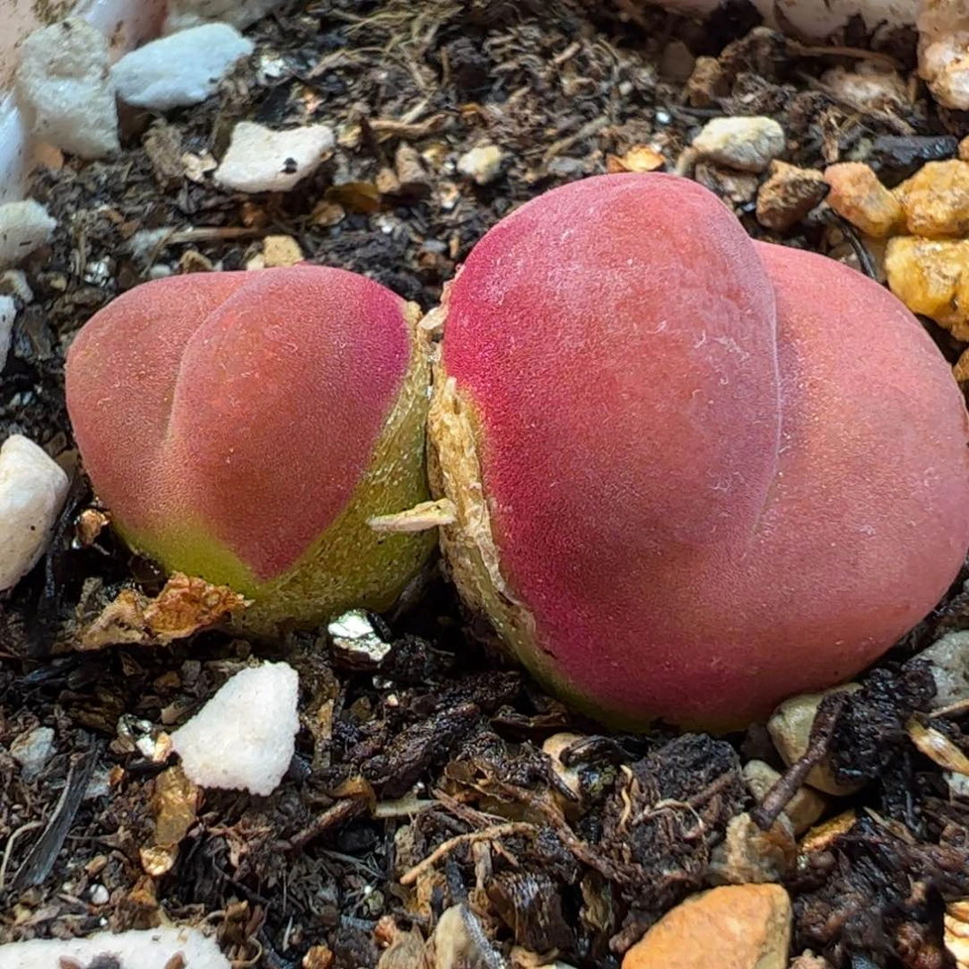 263多肉植物百科