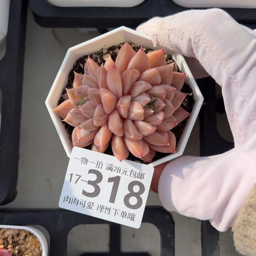 梦境多肉多肉多肉多肉