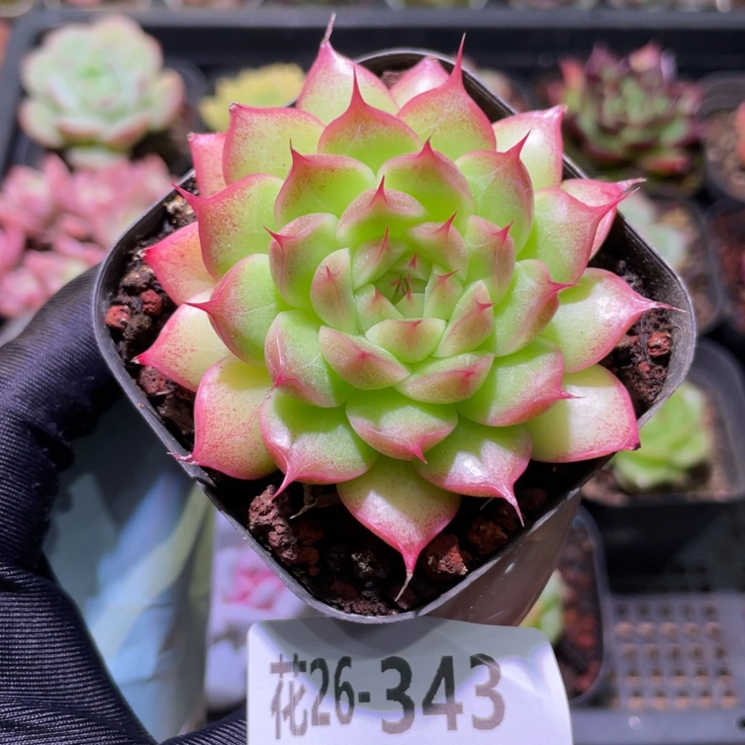 花利美26-343海王