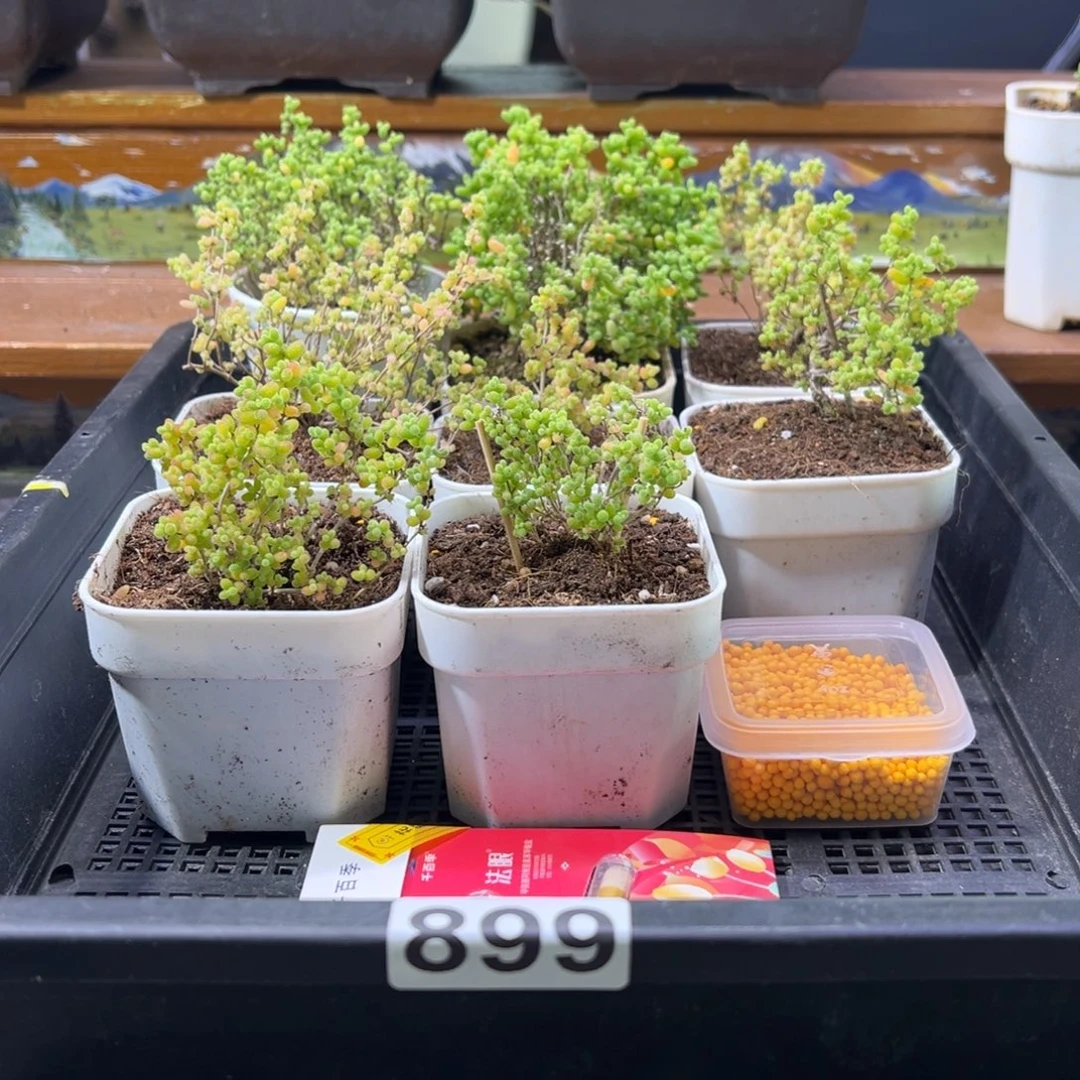 枝干番杏多肉植物899安