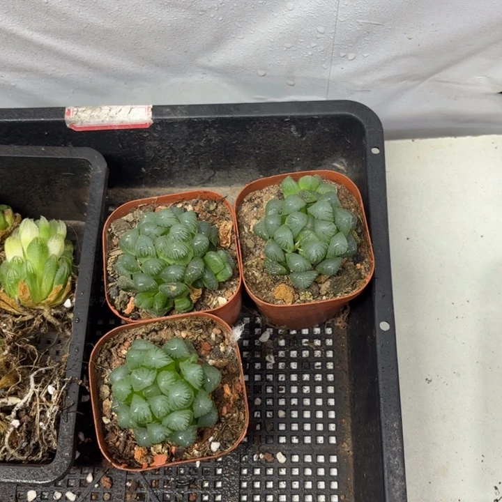 小盘冰灯 带盘发货