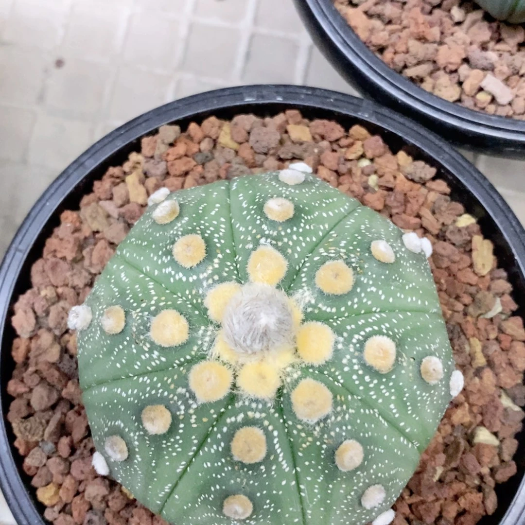 仙人球的世界带盆