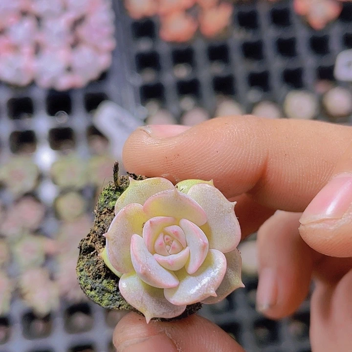 露娜莲【满10颗包邮】