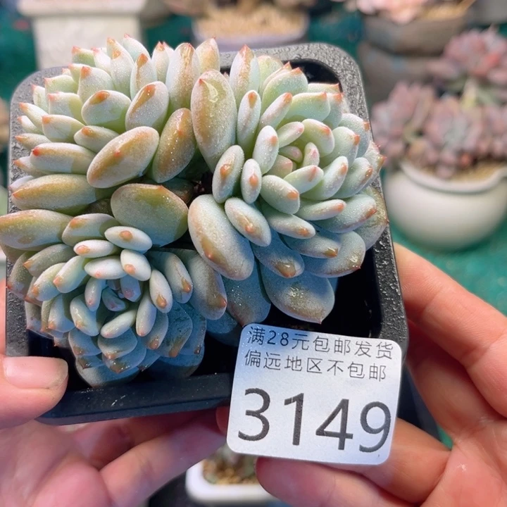 大3149，hsgzhxhhhgv