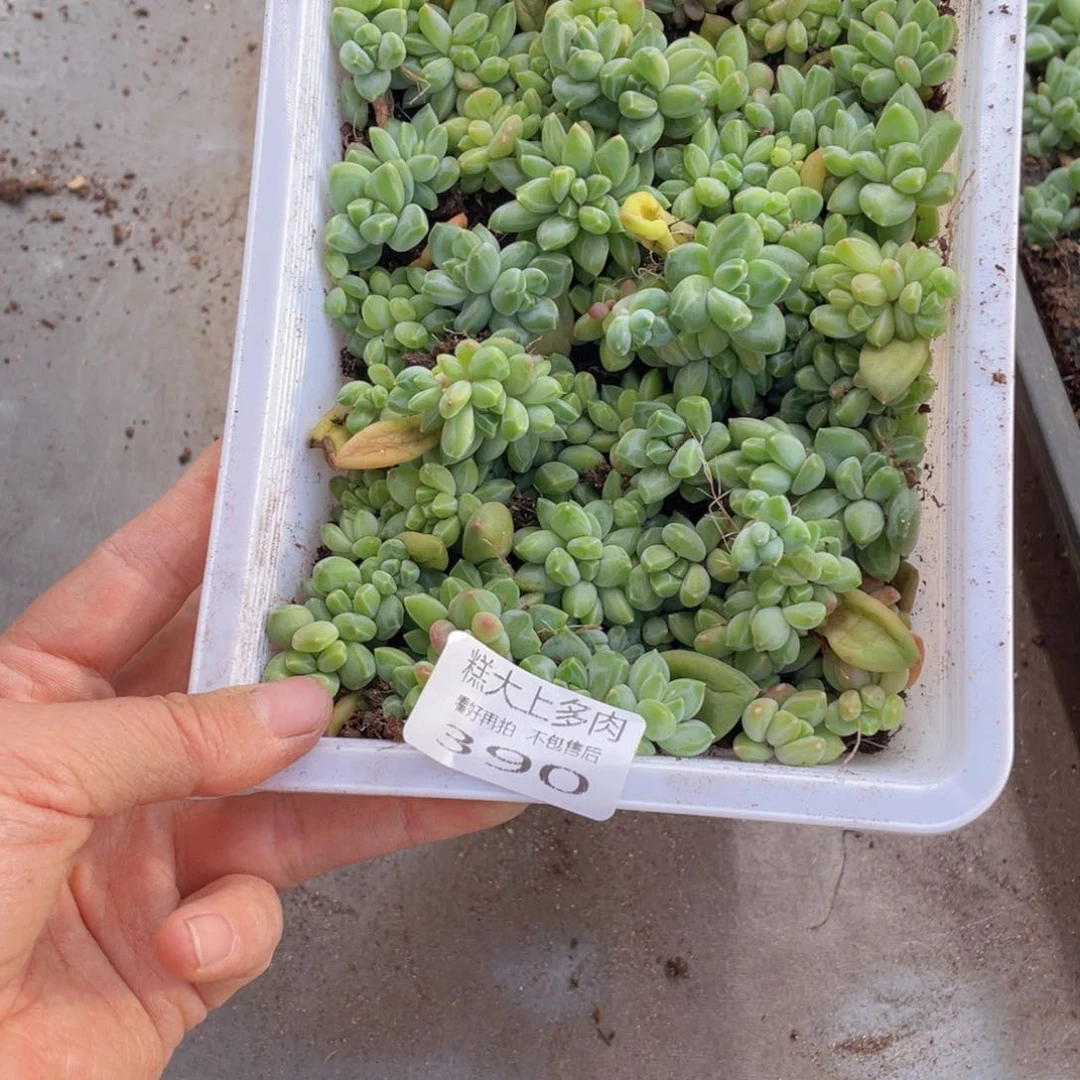 钮***子云糖心多肉植物390