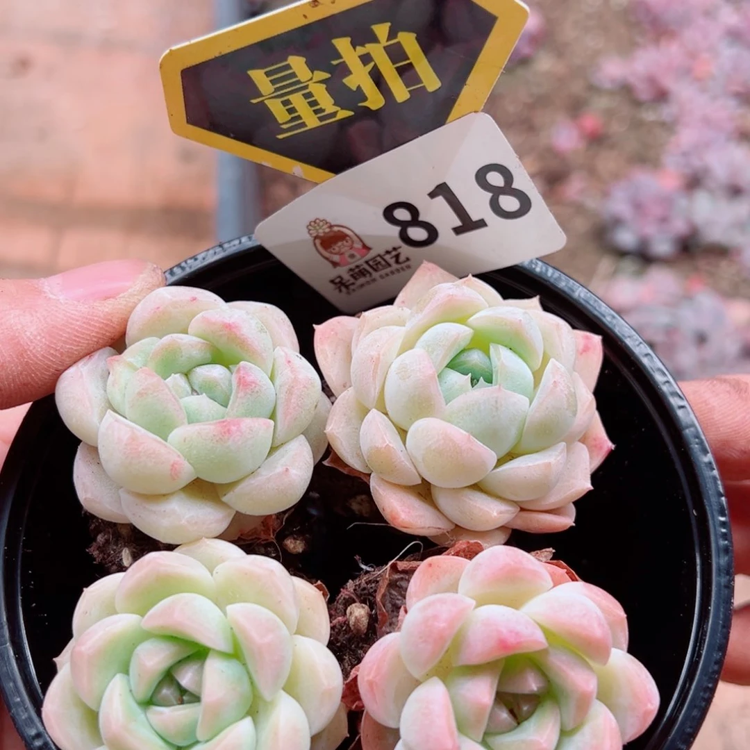 多肉植物多肉植物