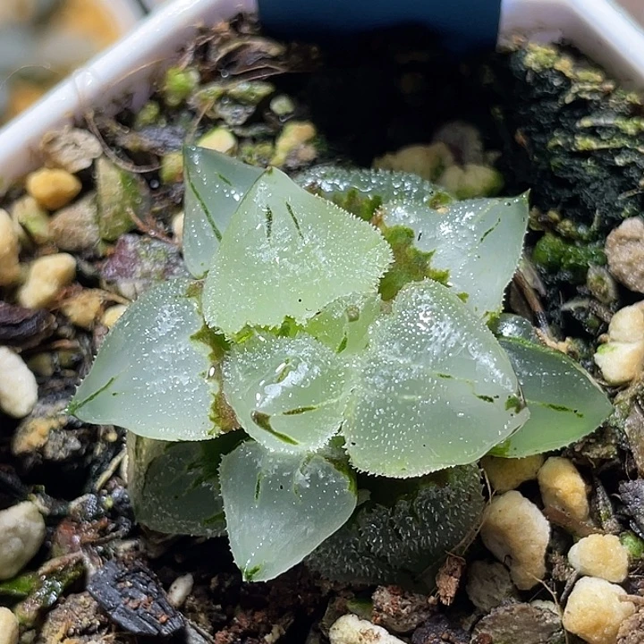 591冰玉鸾福利一物