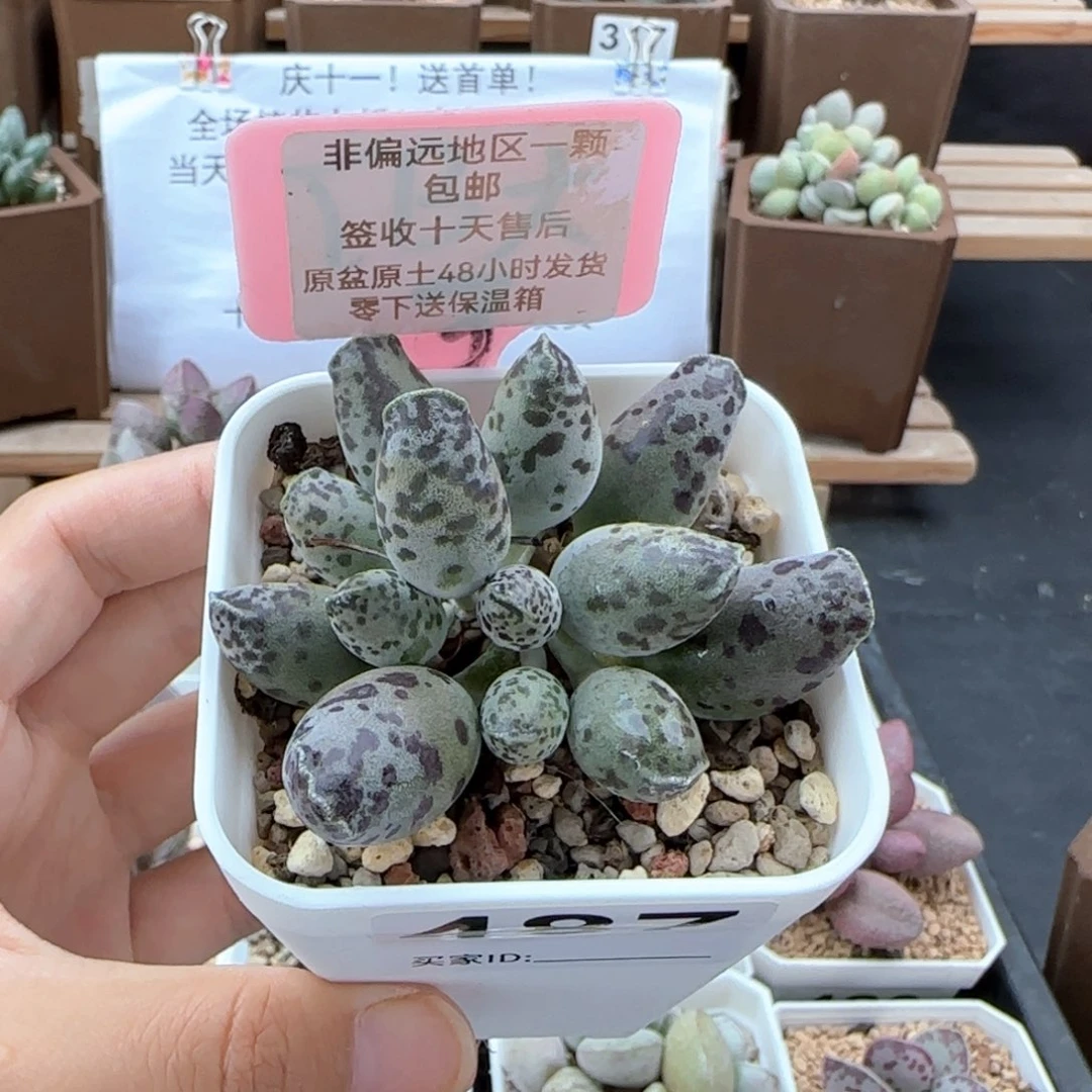 487特白肌海报多肉