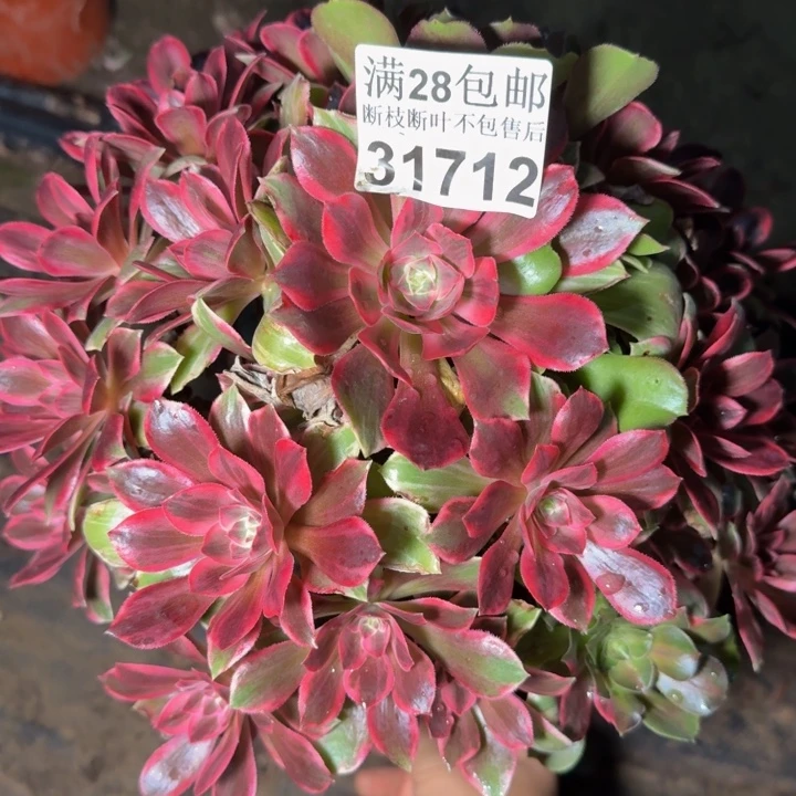 31712浣纱多肉植物