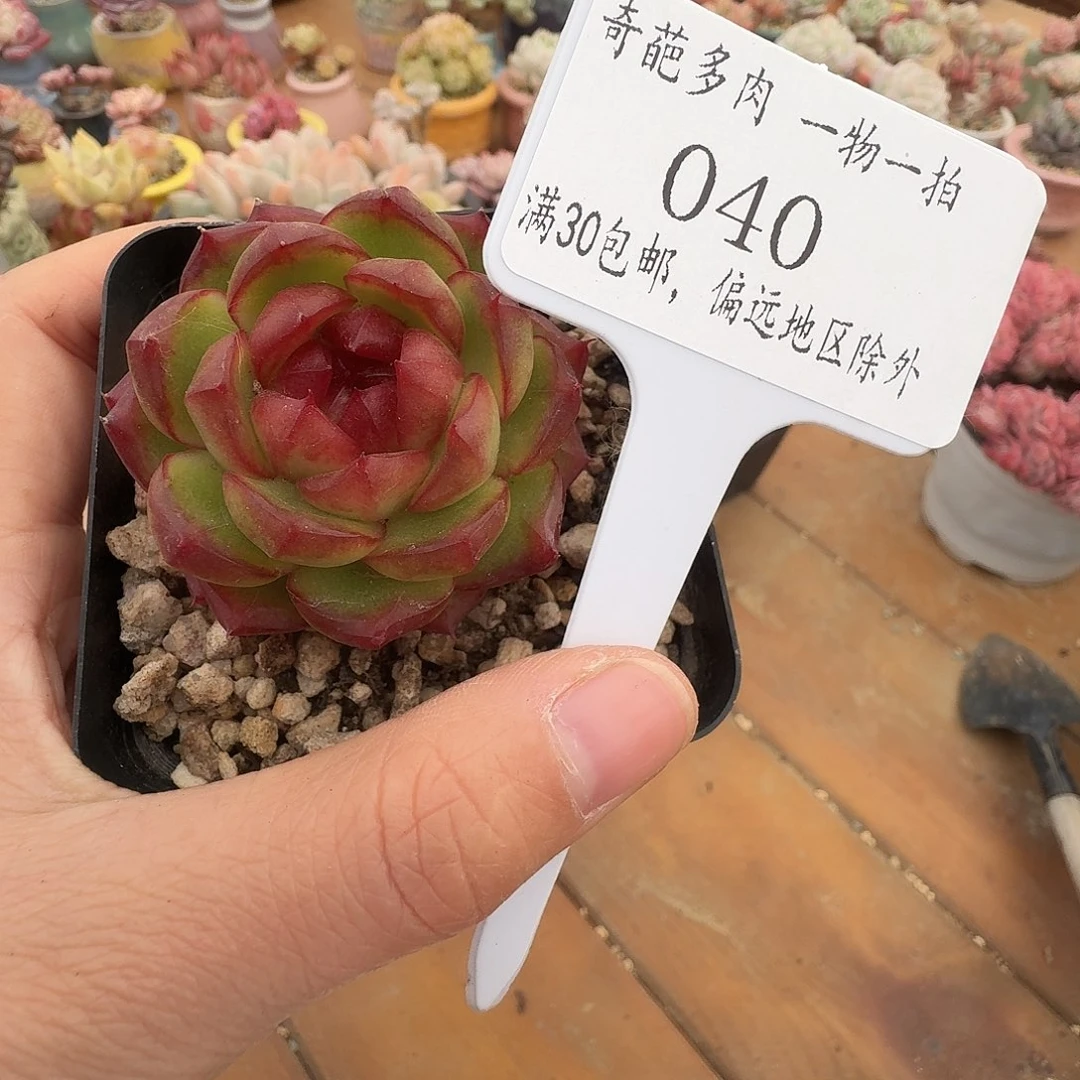 040脱土哈哈哈哈哈哈