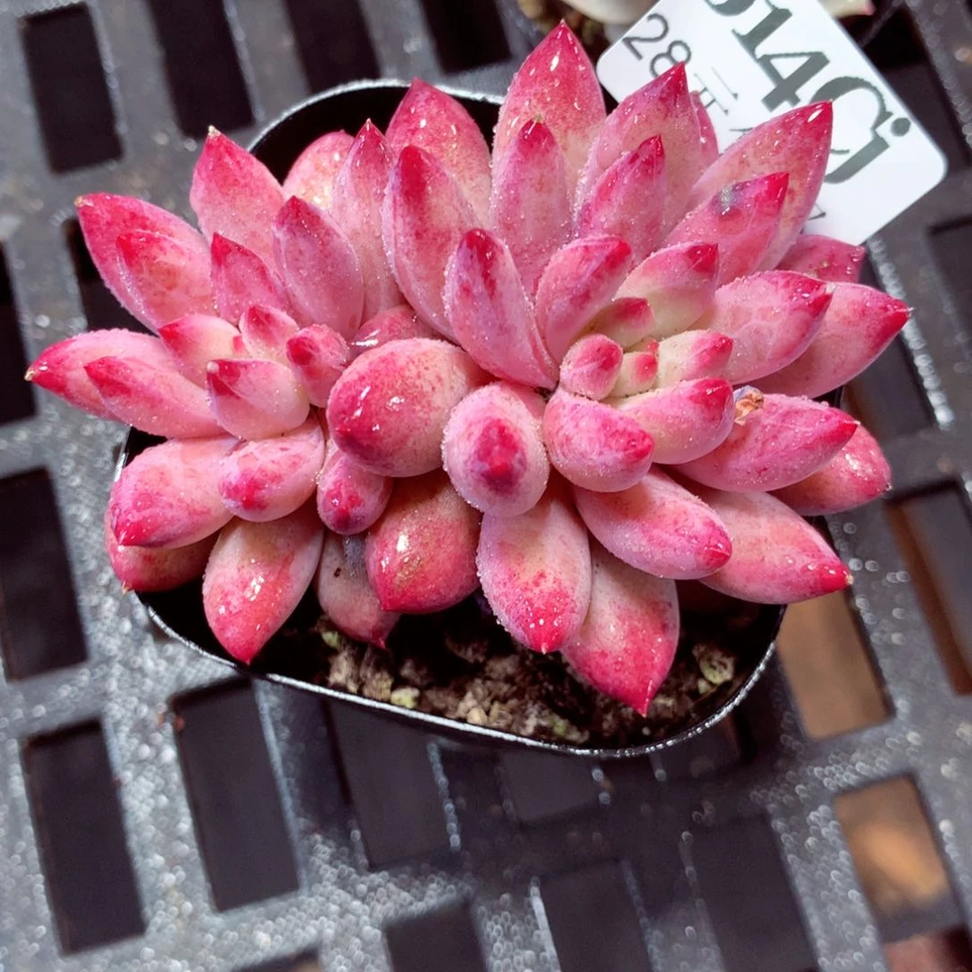 5厘米盆精控多肉014