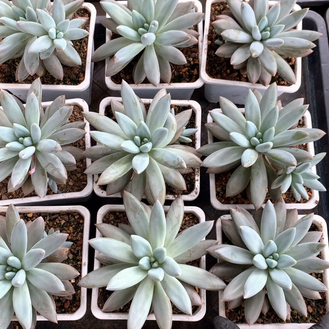 哥特单头随机， 随机售后范围：签收起7天内