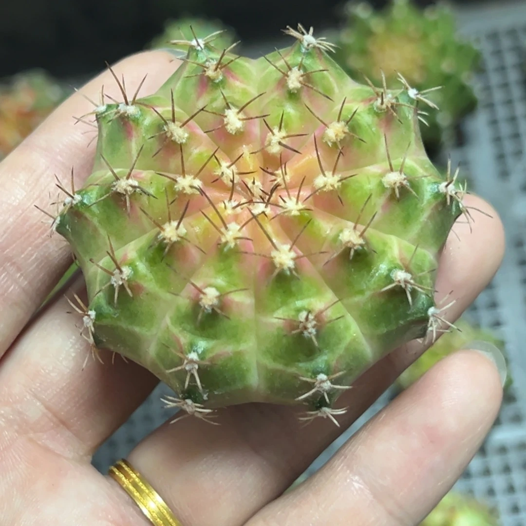 实生轮回脱土发货19