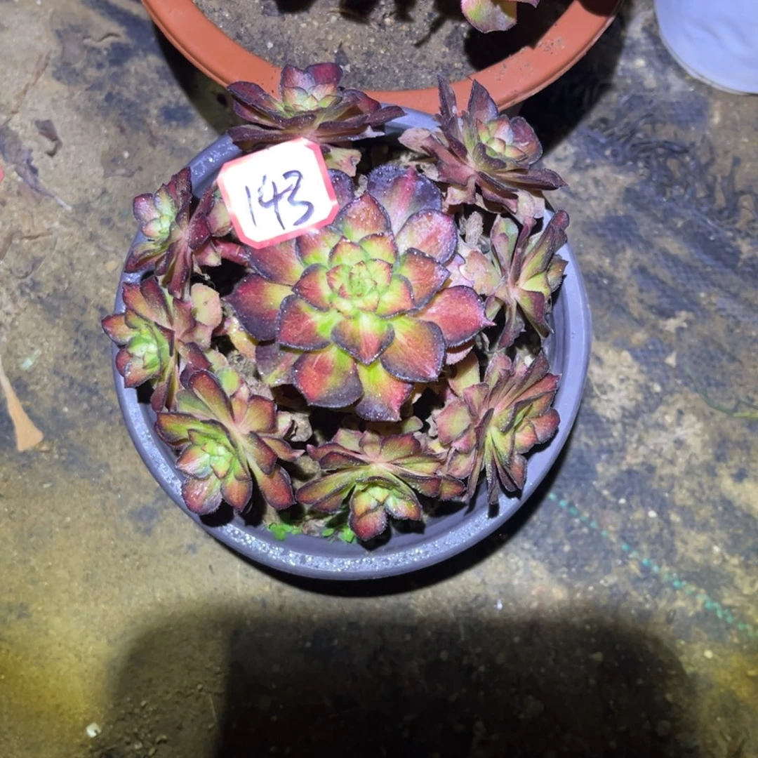 143多肉植物龙鳞17厘米