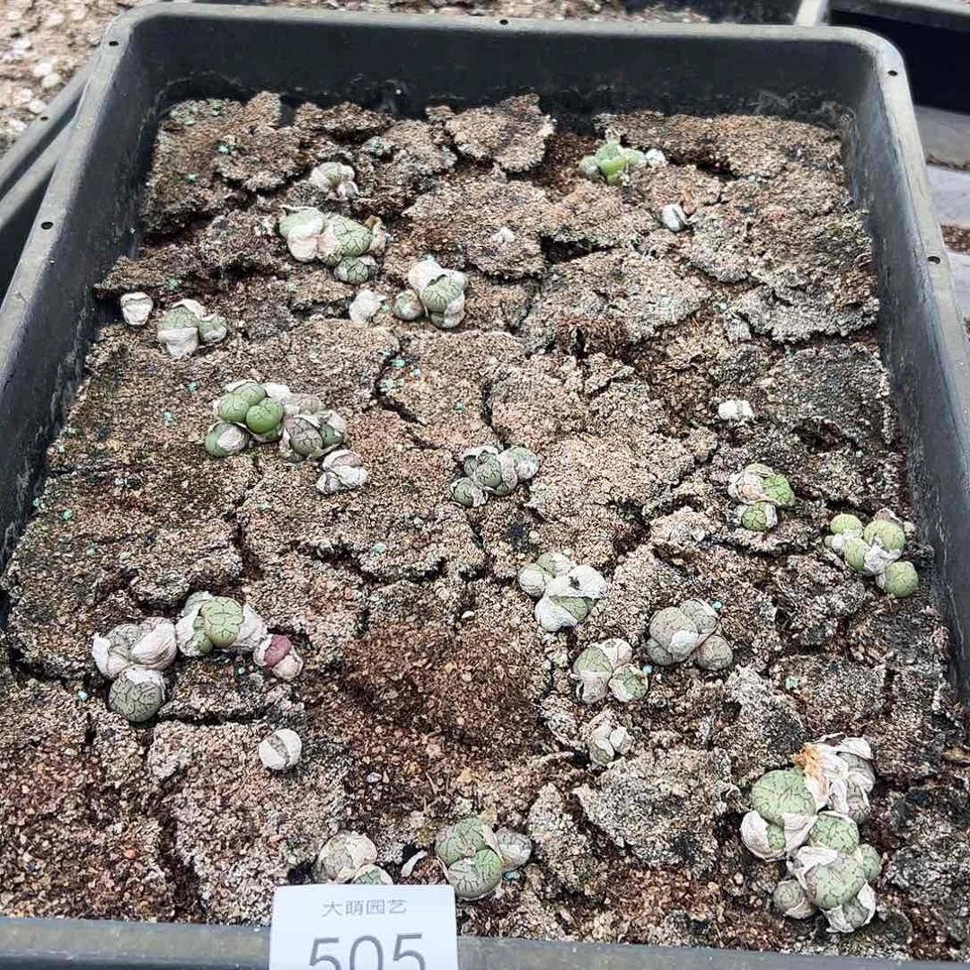 清框脱土发无售后默认有疤，505