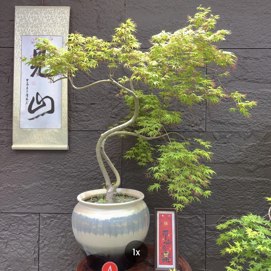 4号 长飘老桩流泉枫【植觉造型盆景】办公室客厅茶几盆景带盆