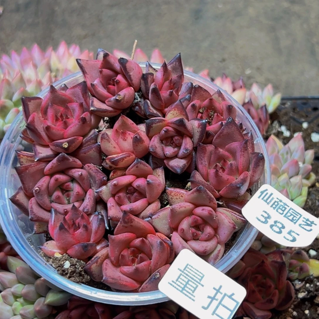 385多肉量拍一盒多肉