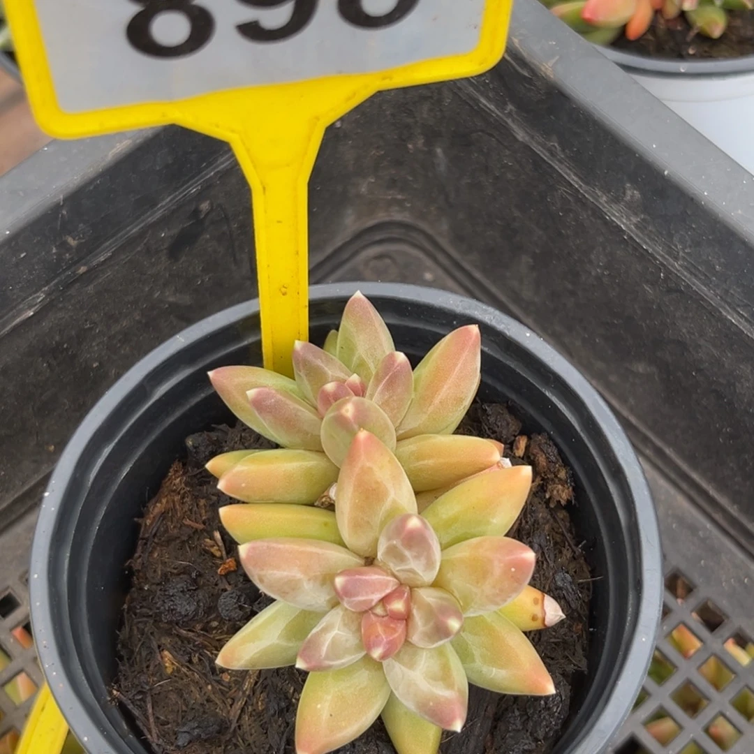 凤羽多肉植物898.
