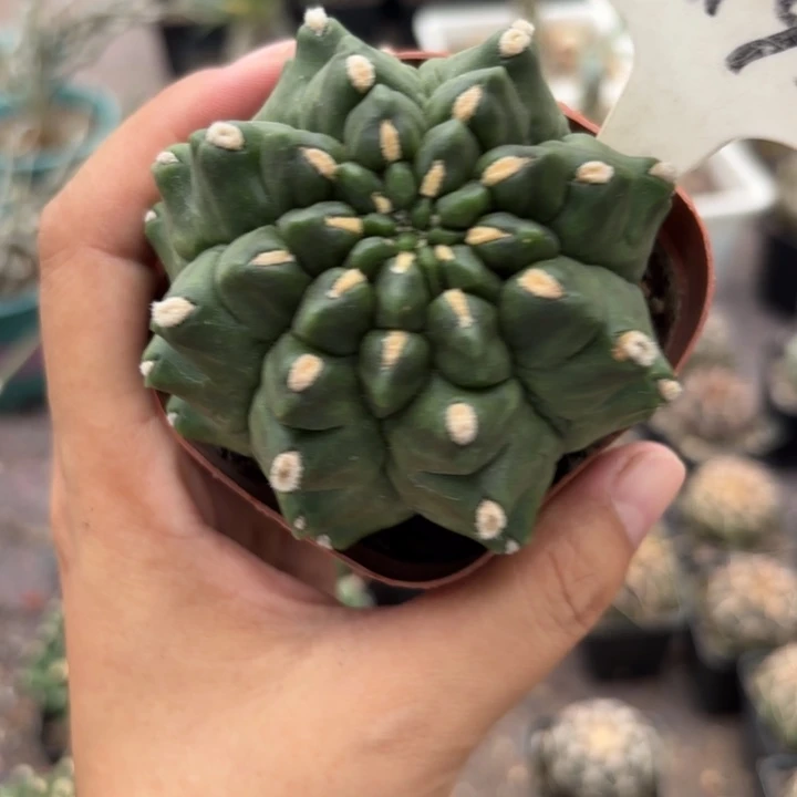 1192绿宝石好养皮实