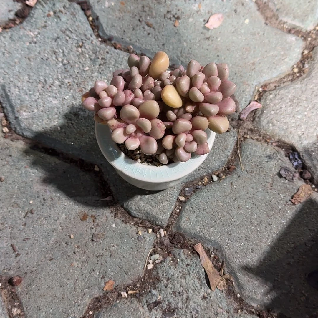 先锋派带盆脚丫花盆