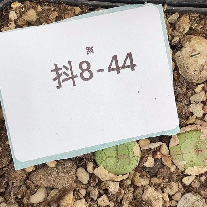 5**98-44肉锥多肉植物