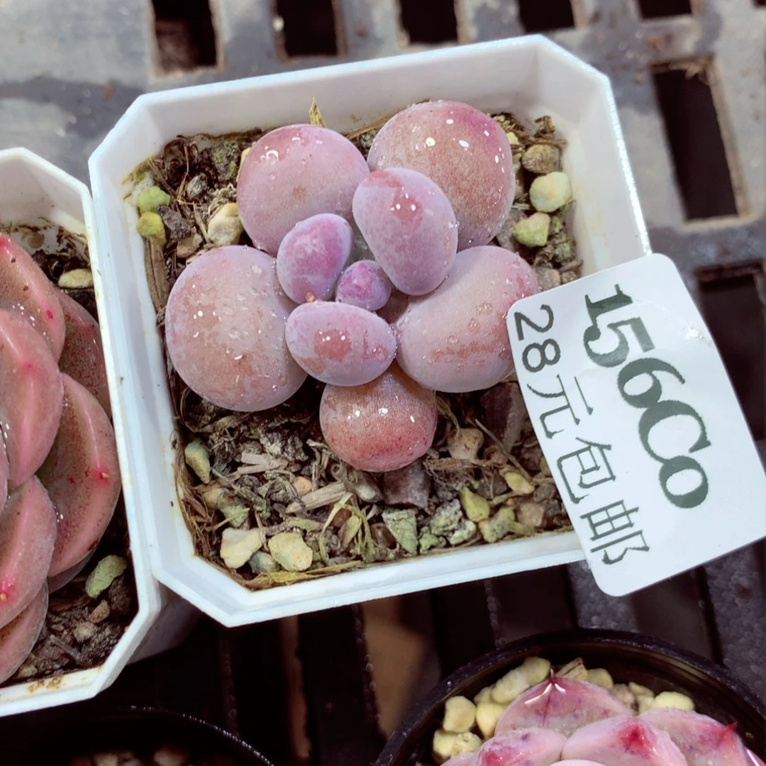 5厘米盆精控多肉156