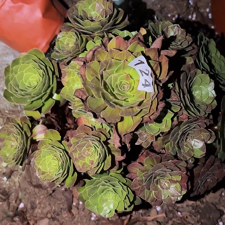 124花月夜多肉植物不售后