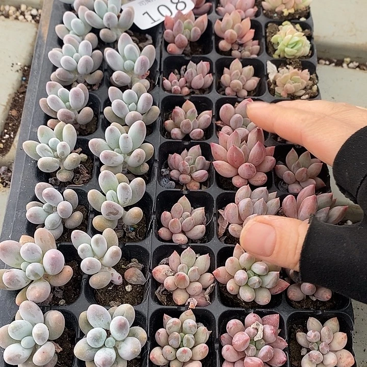 108 106不售后多肉植物盆栽花卉植物多肉植物盆栽花卉植物