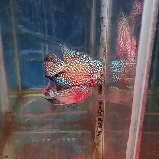 海水鱼11121111111