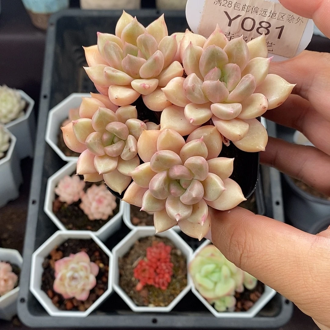 0081 璀璨 8cm 群
