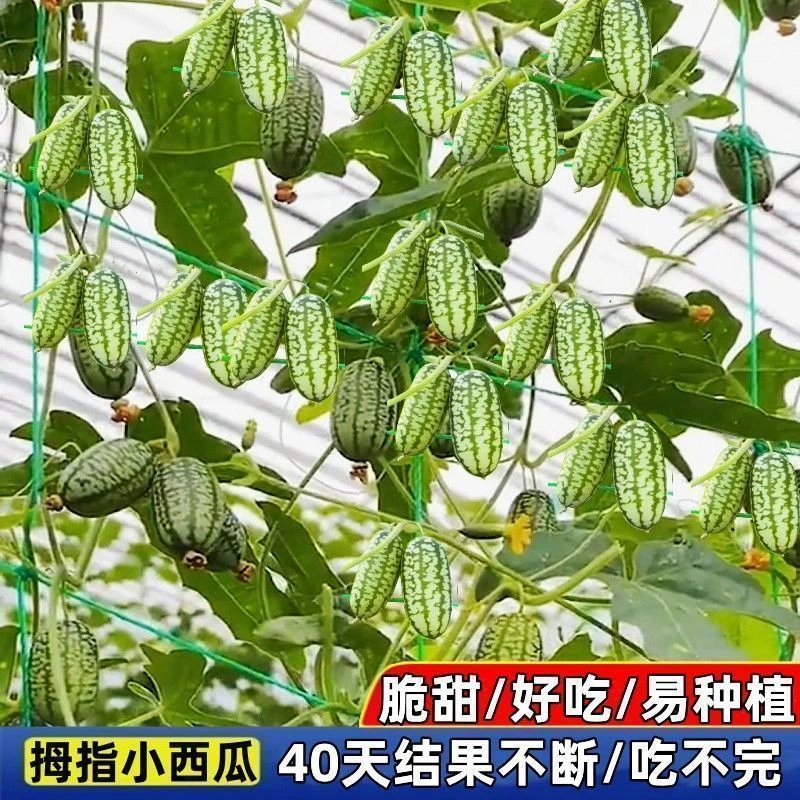 【全店5包包邮】拇指西瓜种子一年四季种薄皮可吃迷你小西瓜籽种高