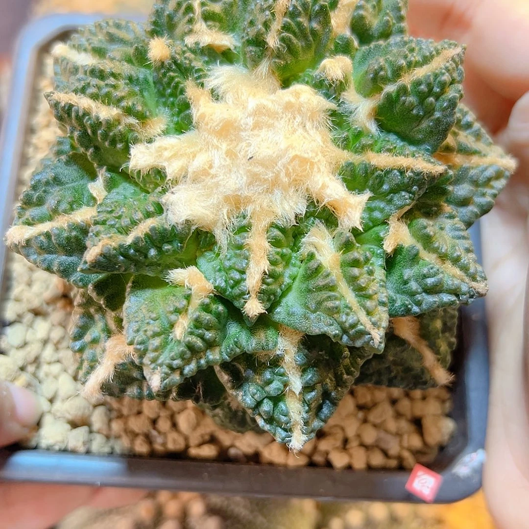 10号苗接大尤龟甲黑9.8公分