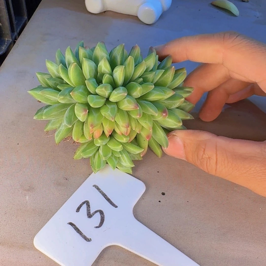 多肉植物的生长发育与